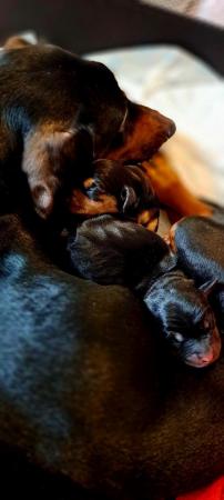 Image 1 of Mini black and tan dauchoundpuppies