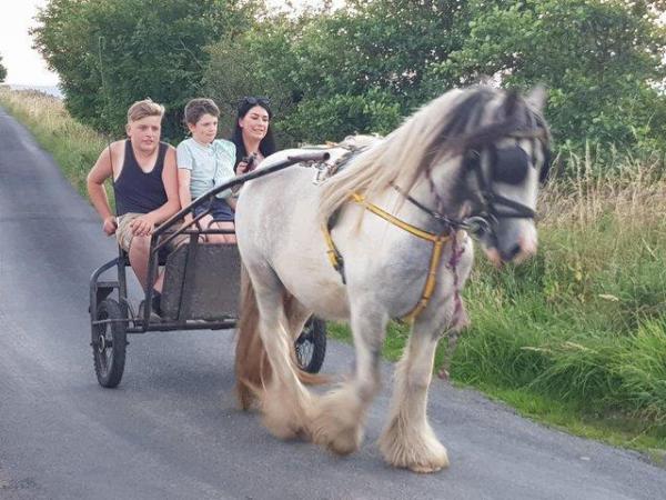 Image 5 of shamus Lovely ride and drive blue & white cob