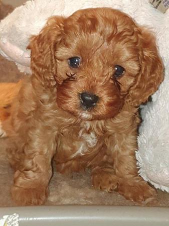 Image 62 of RED KC REG TOY POODLE FOR STUD ONLY! HEALTH TESTED