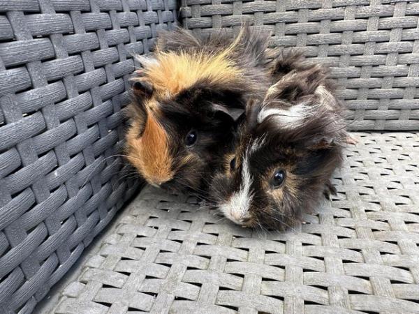 Image 8 of 2 left x Pretty funky haired female guinea pigs.