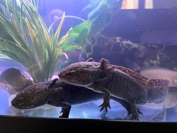 Image 5 of 2 year old Male axolotls available- various colours.