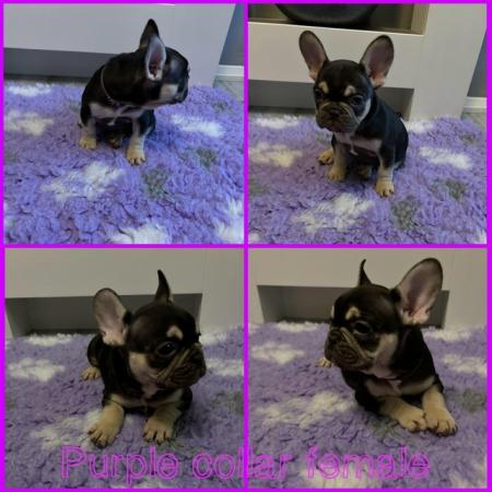 Image 6 of Health tested parents KC registered French bulldog puppies