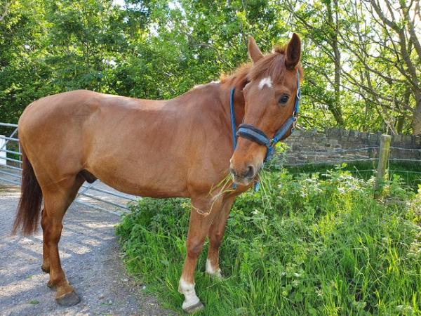 Image 8 of 17hh Irish sports horse gelding for part-loan