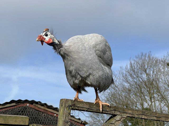Preview of the first image of 3 male guinea fowl - 6 months old.