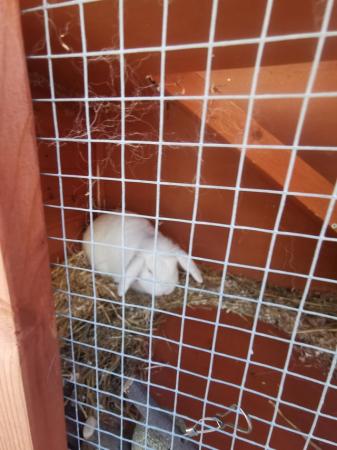 Image 5 of 3 year old white male rabbit