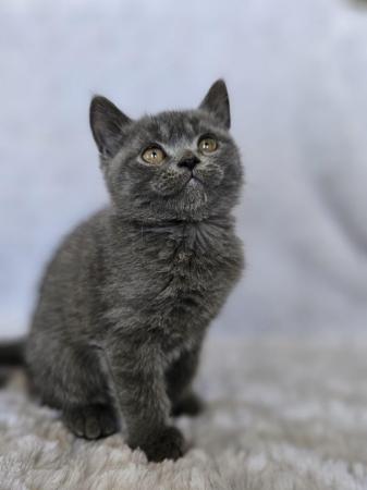 Image 1 of 5 Persian Kittens for sale