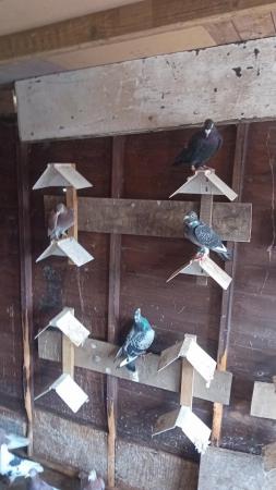Image 3 of Racing Pigeons for sale