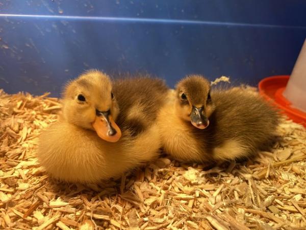 Image 2 of Fertile Hatching Runner Duck Eggs + Ducklings