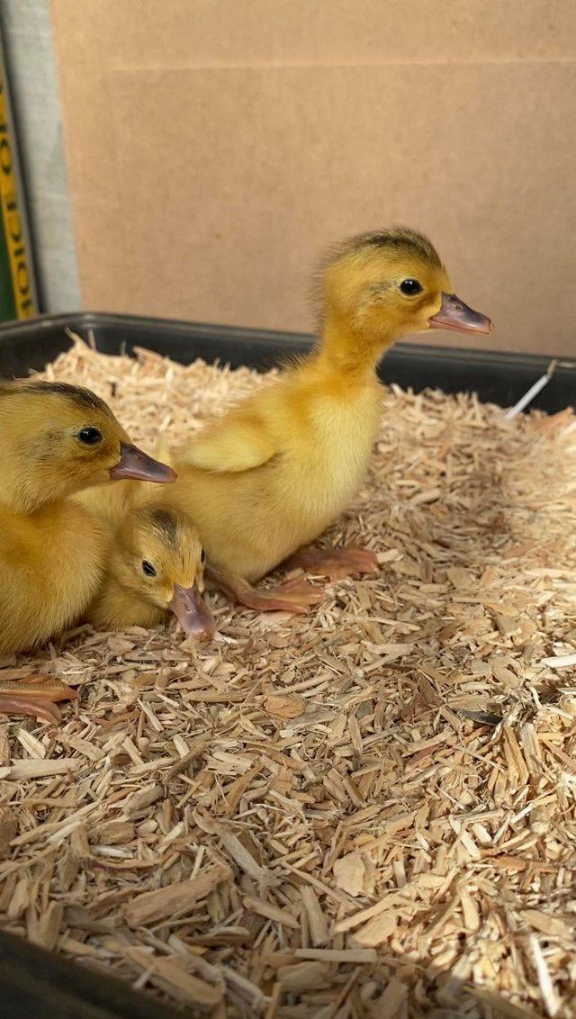 Preview of the first image of Fertile Indian runner duck hatching eggs exhibition quality.