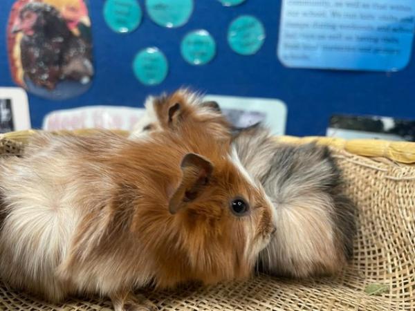 Image 3 of Pure Abyssinian Guinea Pig Pups For Rehoming