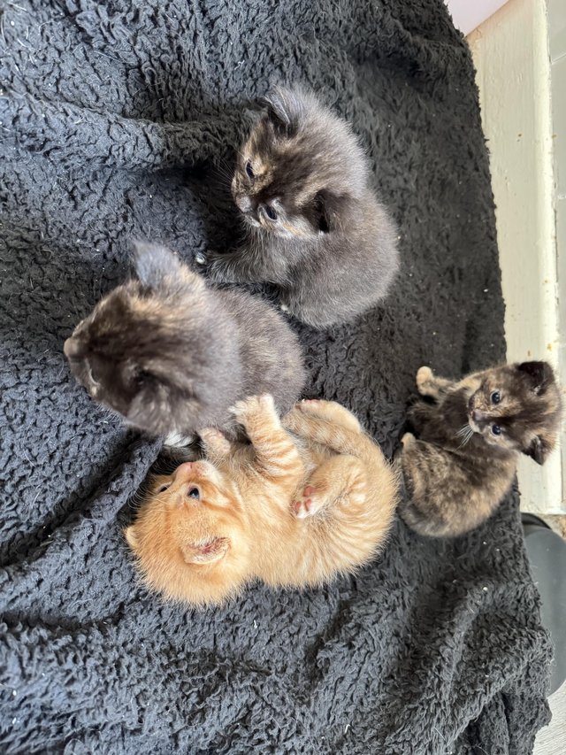 Preview of the first image of Blackand ginger females kittens.