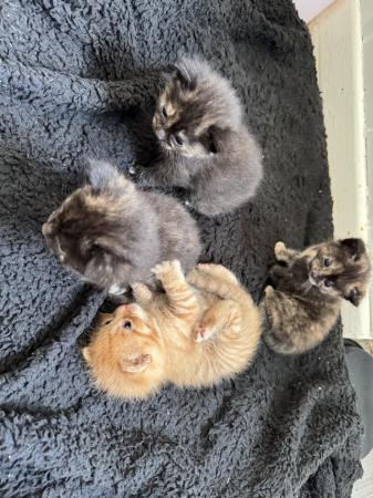 Image 1 of Black  and ginger females kittens