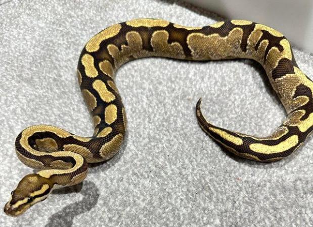Image 3 of *REDUCED* BALL PYTHONS MALE & FEMALE FOR SALE