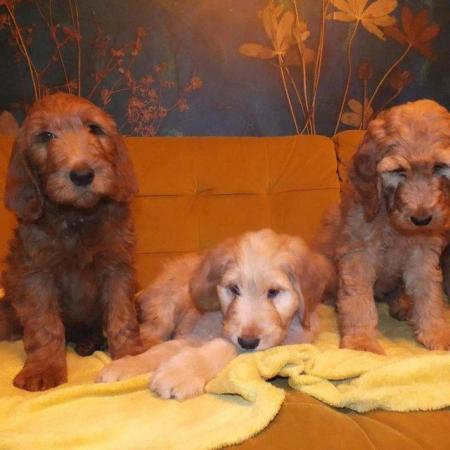 Image 9 of SOLD OUT quality red girls goldendoodle x irishdoodle