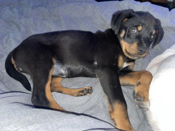 Image 15 of Rottweiler pup looking for her forever home