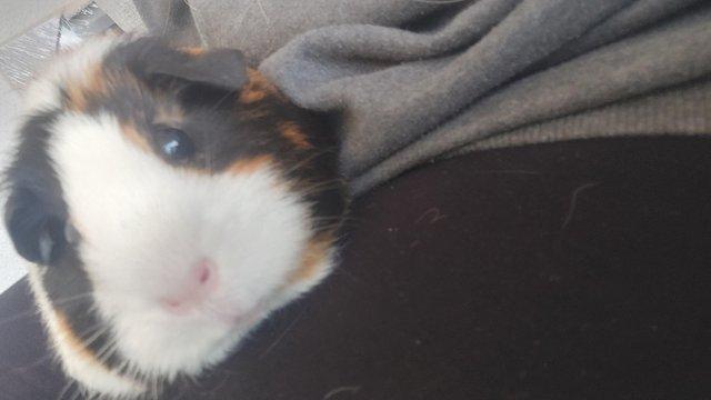 Image 4 of 3 female & 2 male Guinea pigs ?? (Seperated)