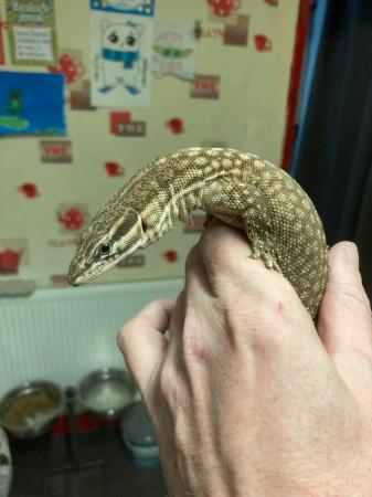 Image 2 of 3 year old Female Ackie Monitor
