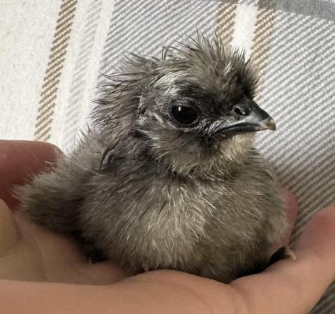 Image 2 of Silkie chicks available - Require heat
