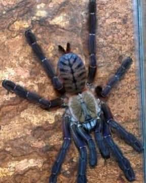 Image 3 of Adult female tarantulas for home