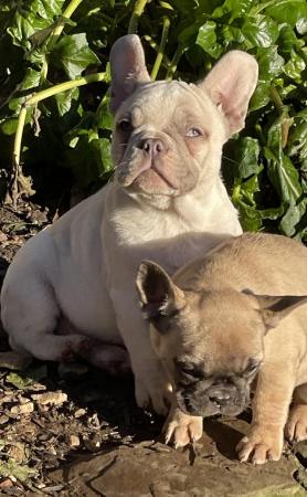 Image 6 of KC REGISTERED TRUE TO TYPE FRENCH BULLDOG PUPPY BOY