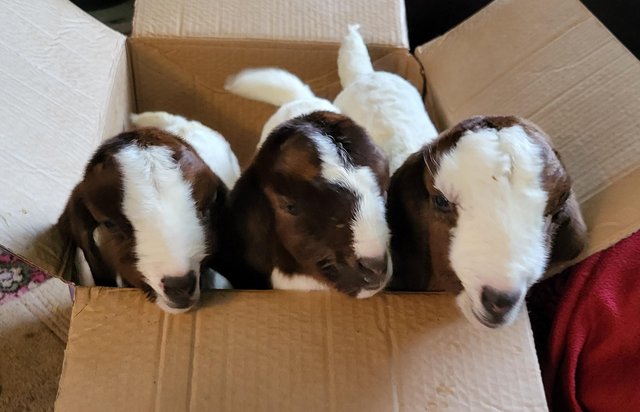 Image 6 of Beautiful Boer Goats Doelings Available