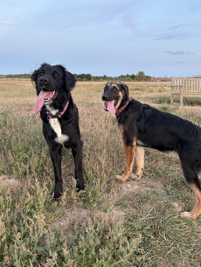 Mum and daughter dogs available for sale. — photo 2 of 4