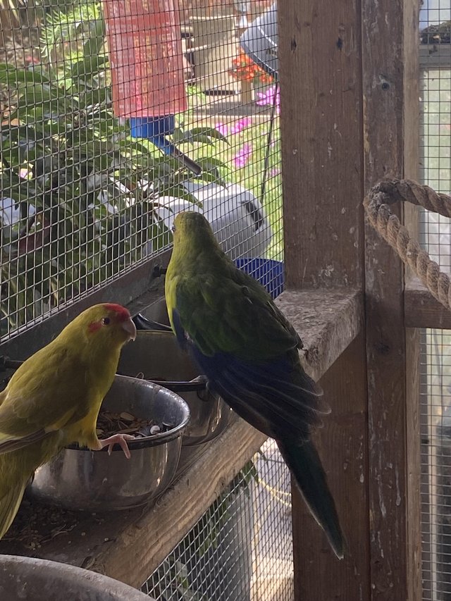 Kakarikies for sale yellows greens mixed — photo 3 of 4