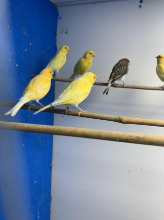 Image 5 of Various canary for sale cock and hens