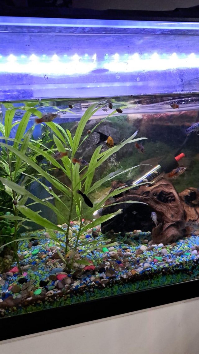 Preview of the first image of Platies, mollies and Angel fish for sale.