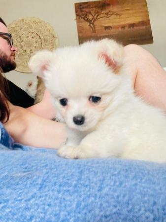 Image 8 of Beautiful pomchi puppies for sale ready for there forever ho