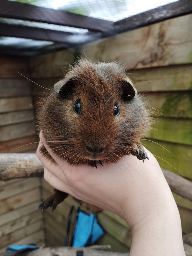 Preview of the first image of Handsome brindle Guinea pig!.