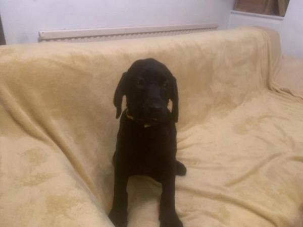Image 42 of KC Registered Health Tested Parents Labrador Puppies
