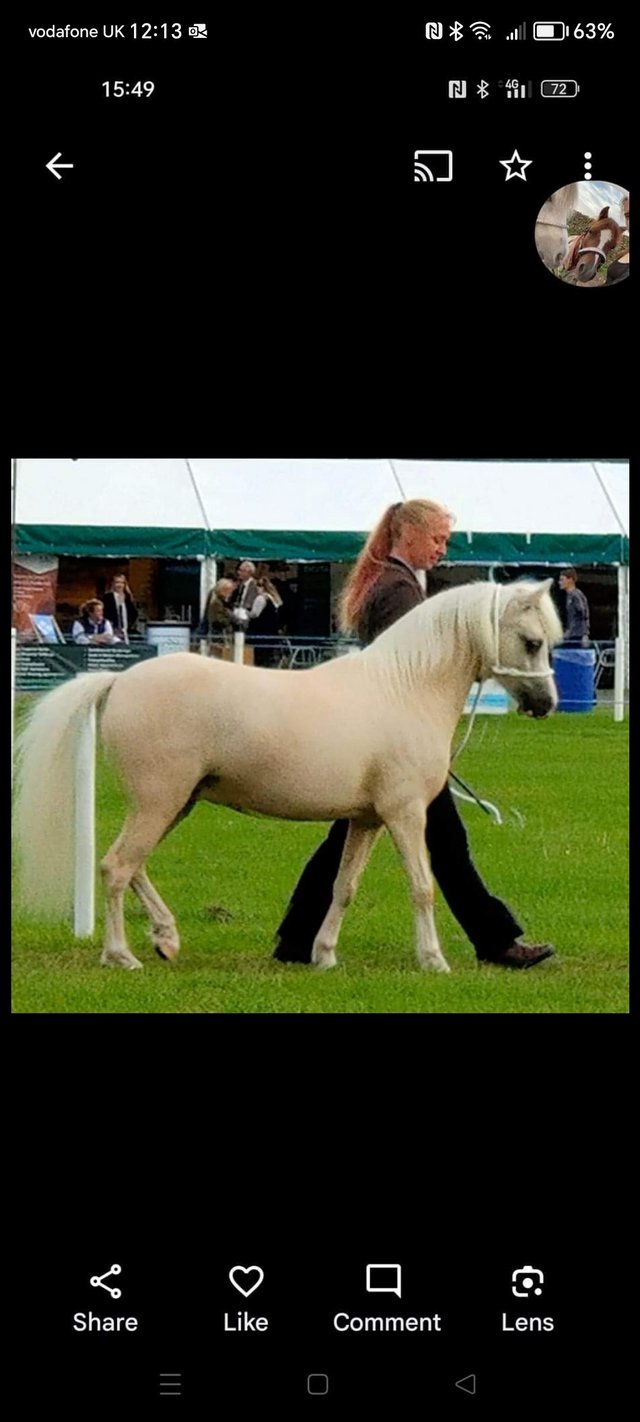 Preview of the first image of Welsh Section A Palomino Gelding for sale..