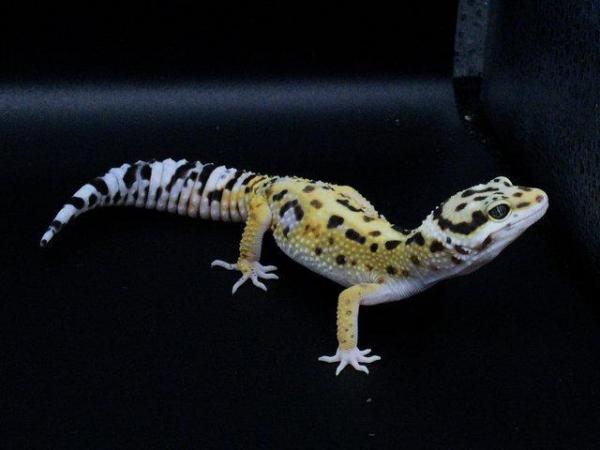 Image 1 of Leopard Gecko (normal bold bandit cross) (hatch7/8/23)