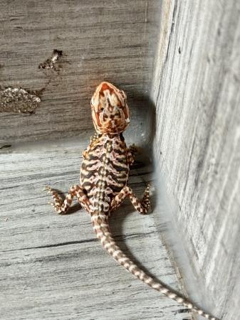 Image 3 of Bearded Dragon babies preorder