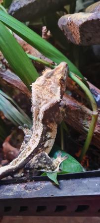 Image 3 of Male harlequin crested gecko + setup