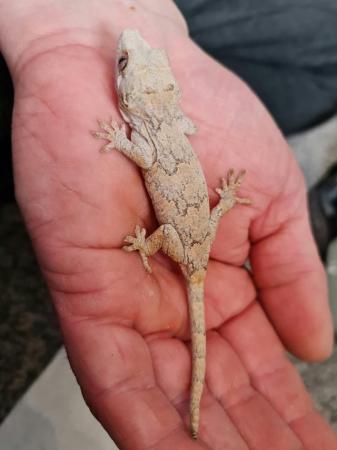 Image 3 of Gargoyle gecko for sale
