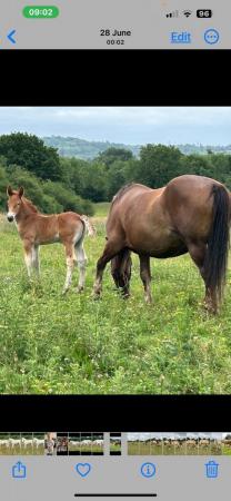 Image 1 of Fully registered Suffolk punch colt