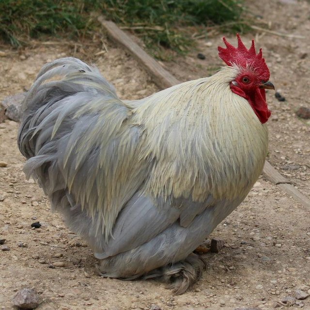 Preview of the first image of Lavender bantam cockerel free to good home..