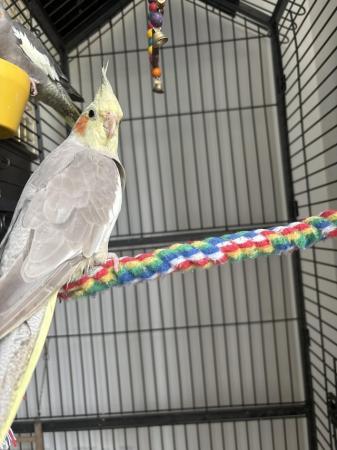 Image 5 of Female , male cockatiels