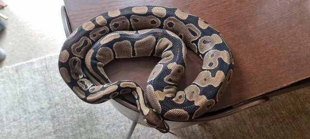 Image 21 of Full collection of ball pythons and racking