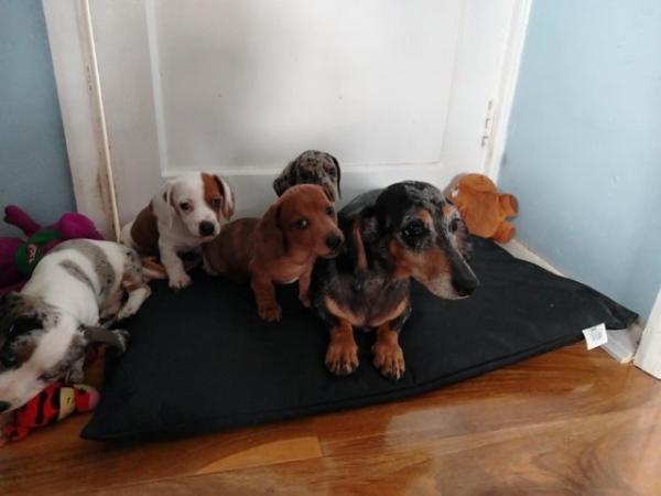 Image 3 of Miniature dachshunds boys available