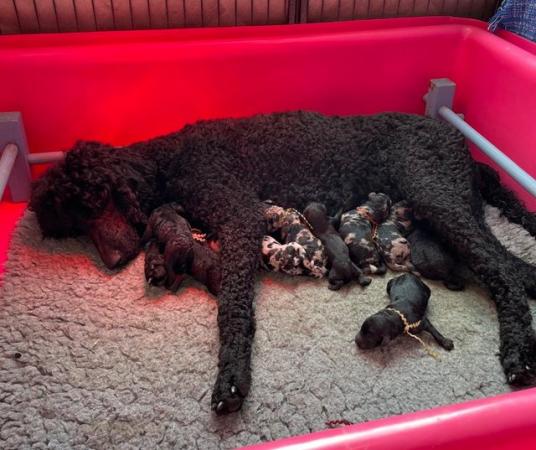 Image 2 of Standard Poodle Puppies - Health Tested Parents