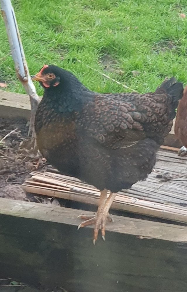 Preview of the first image of Gold laced barnveldar hen 6 months old.