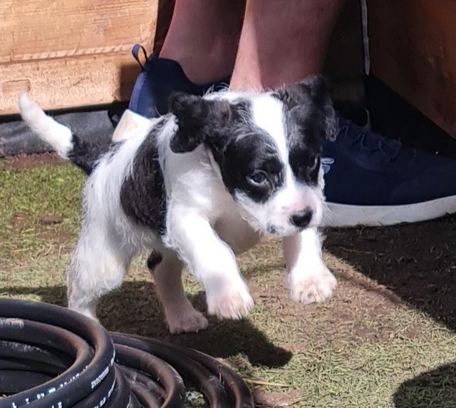 Preview of the first image of Spaniel cross pups 1 girl 1 boys available.