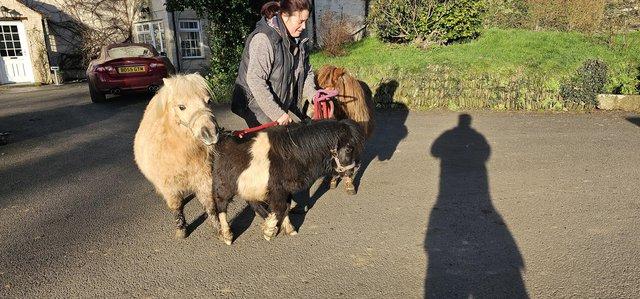Image 1 of Miniature shetland mare and son
