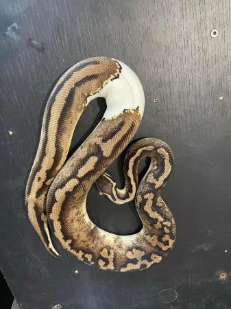 Image 4 of Pastel pied royal python