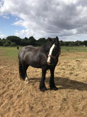 Image 2 of *Sold subject to collection*Beautiful 14hh black cob mare