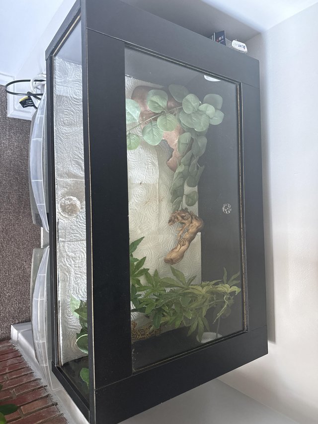 1 year old unsexed leopard jungle gecko — Pets & Animals in Colchester