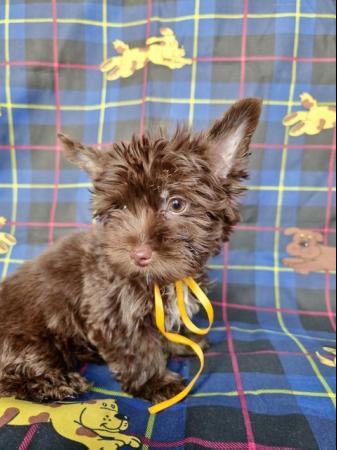 Image 8 of Colourful Yorkshire Terrier puppies for sale